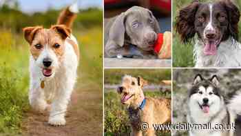 The innocent-looking dog breeds that can turn deadly: Vets issue warning after labradoodle was among pack of eight 'out of control' animals who mauled woman, 28, to death in park