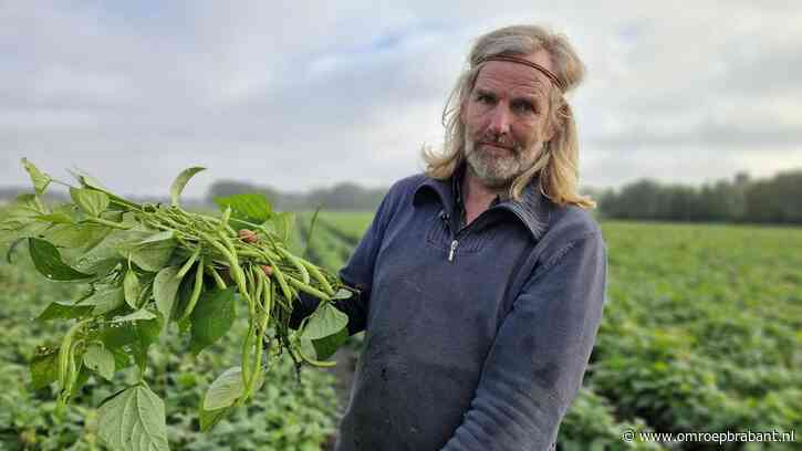 Supermarkten hoeven de sperziebonen van boer Kees niet: 'Het is een drama'