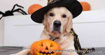Halloween alert to dog owners as PDSA warns of 'conflict, fear or injury'