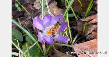 "Biologische bloembollen zijn gewilder dan ooit"