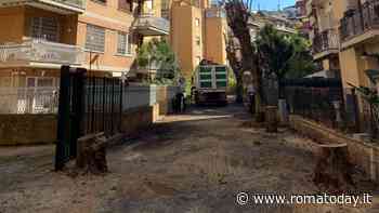 Alberi abbattuti a Talenti, i residenti: "Uno scempio". Il municipio: "Necessario, erano malati"