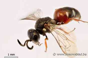 Nieuwe wespensoort duikt op in Dessel: “Per toeval ontdekt”