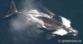 North Atlantic right whale population grew in 2023, but still vulnerable to humans