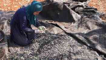 With olive harvest underway, Palestinian farmers fear Israeli settler attacks