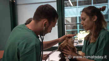 Taglio del nastro per l'ambulatorio veterinario sociale: visite, interventi e cure saranno gratis