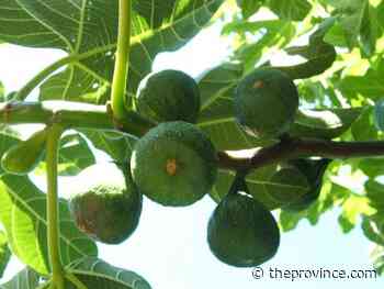 Are hot summers impacting how late fig crops ripen?