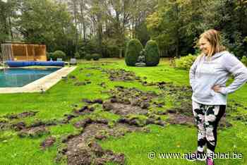 Everzwijnen woelen tweede keer tuin van schoonheidssalon van Niki om: “Pas nieuwe grasmatten gelegd”