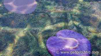 Meet Quaestio Simpsonorum: The Oldest Asymmetrical Animal Found in Australia