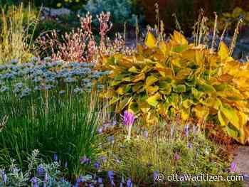 City gardener: The fall garden 