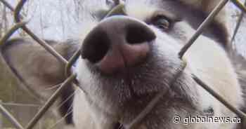 ‘Tip of the iceberg’: Advocates say northern Manitoba dog cull won’t solve problem