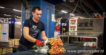 Hoe gevaarlijk is boeket? Bij gemengde bos werden 25 verschillende gifstoffen gevonden