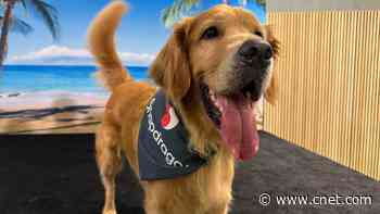 First Time Lucky: How Your Next Phone Could Capture Your Perfect Pet Pawtrait