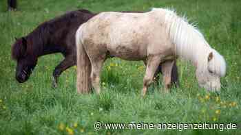 Mann (35) soll Ponys auf einer Weide im Harz missbraucht haben