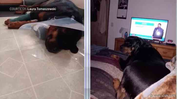 Woman says man shot at her dog on Lockport Rail Trail