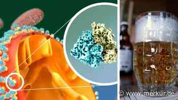 Bier könnte Krebs besiegen – Forscher machen erstaunliche Entdeckung