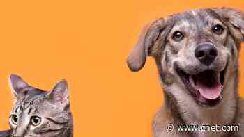 7 Gadgets to Help You Become the Best Pet Parent