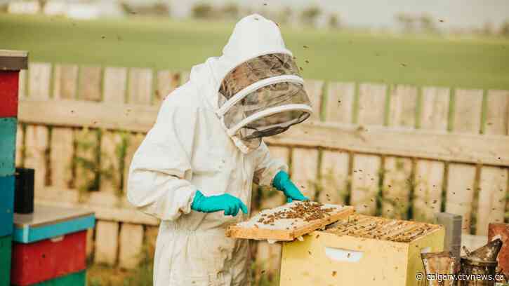 University of Lethbridge works to preserve, grow honeybee populations