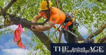 Chipping away at success: Australian tree-climbing champion competes in US