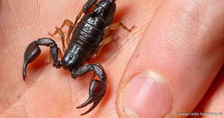 Europäischer Skorpion: Klein, harmlos, bald hier verbreitet?