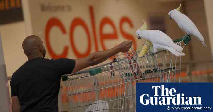 Mickey the cockatoo rescued after four weeks 'living on brioche' in Sydney supermarket – video