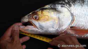 Giant fish thought to be extinct is spotted