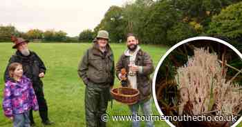 Rare fungi found growing on Dorset farm 