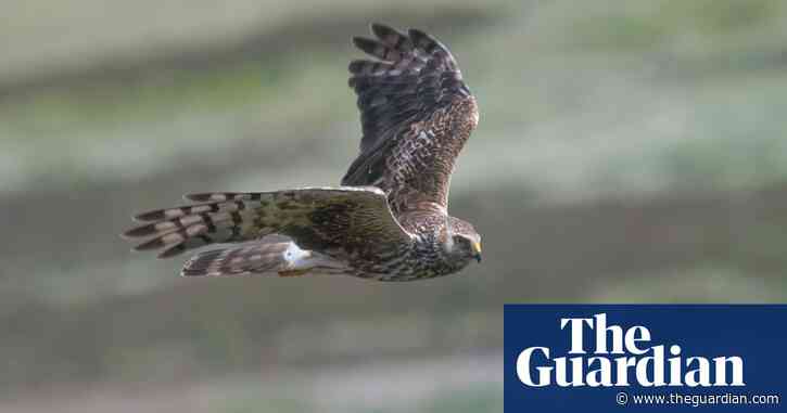 More hen harriers killed in UK during 2023 than in any other year, RSPB says