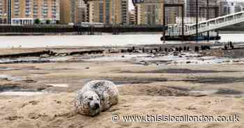 Seal spotted relaxing on banks of the Thames near Canary Wharf