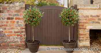 Special offer on decorative trees and planters perfect for Christmas!