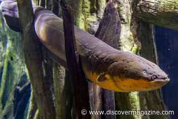 Yes, Electric Eels Really Are Electric, and Capable of Producing 800 Volts of Electricity