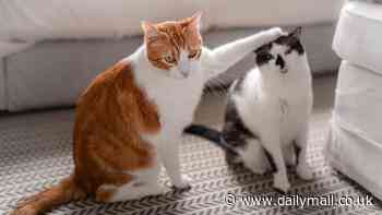 Feline clever! Cats are smarter than BABIES and can even beat infants at word association games, study finds