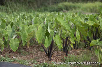 Honolulu Council discusses new agricultural task force