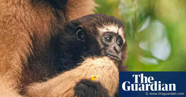 Guardian of the Gibbons: animal-human harmony hangs in the balance