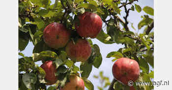 Recordprijzen voor industrieappelen in Oekraïne