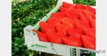 "Komend aardbeienseizoen verwachten we een marktaandeel van 15% in Spanje"