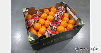 "Goede prijzen voor mandarijnen en sinaasappelen, hernieuwde belangstelling voor grapefruit en paniekvoetbal in citroenen"