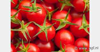 Importseizoen met lagere prijzen cherrytomaat gestart