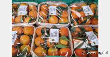 Eerste Valenciaanse clementines met BGA-label beschikbaar