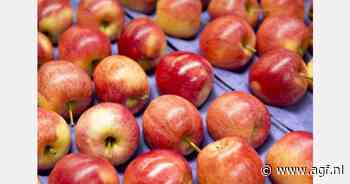Recordhoge prijzen voor Gala appelen in Oekraïne, Moldavië en Polen