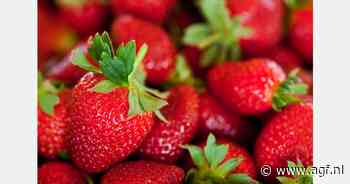 Ministerie van LVVN langs zachtfruitbedrijf in kader van thema arbeid