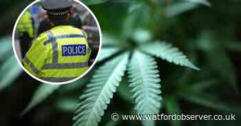 Man in court accused of growing dozens of cannabis plants