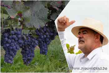 Zomer met extreem weer spoelt Meetjeslandse wijnoogst weg: “2.112 flessen vorig jaar, dit jaar net genoeg voor wat experimentjes”