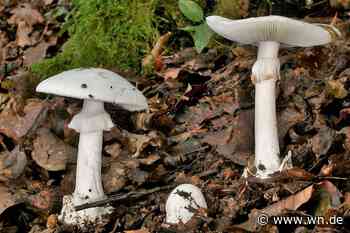 Giftige Pilze gegessen: Junge Frau bekommt im UKM eine neue Leber