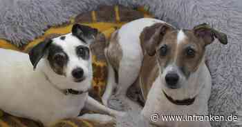 Tierheim Bamberg: Hunde Bella und Sammy warten auf ein gemeinsames Zuhause