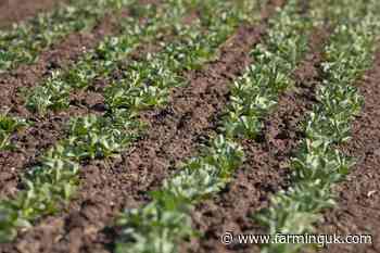 'Many factors' for reported fall in area of beans grown in UK