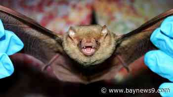 How to exclude bats from buildings during the fall