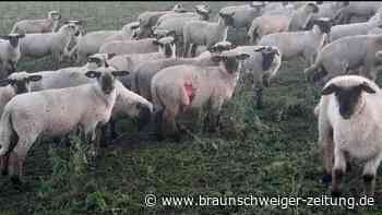 Erneuter Wolfsriss – diesmal trifft es Schafe in Scheppau
