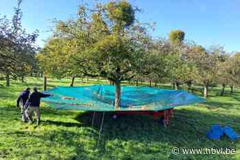 Hoe olijven zorgen voor een rendabele oogst van hoogstam appels en peren