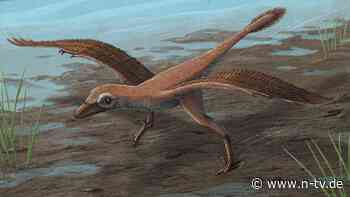 Füße nur einen Zentimeter lang: Winziger Dino machte riesige Schritte - aber wie?
