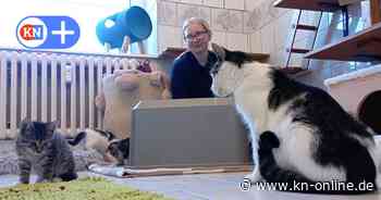 Verwildert, vermehrt, krank: Katzenelend hat viele Gesichter - Segebergs Tierschützer im Einsatz